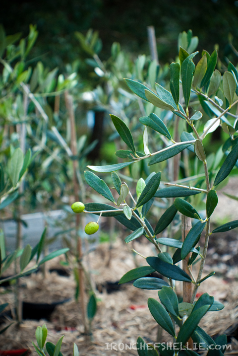 Post image for {Mornington Peninsula Trip} Green Olive at Red Hill
