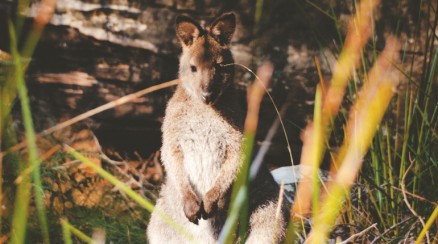 Tasmania_Day 2 Part 1 - FEATURE IMAGE