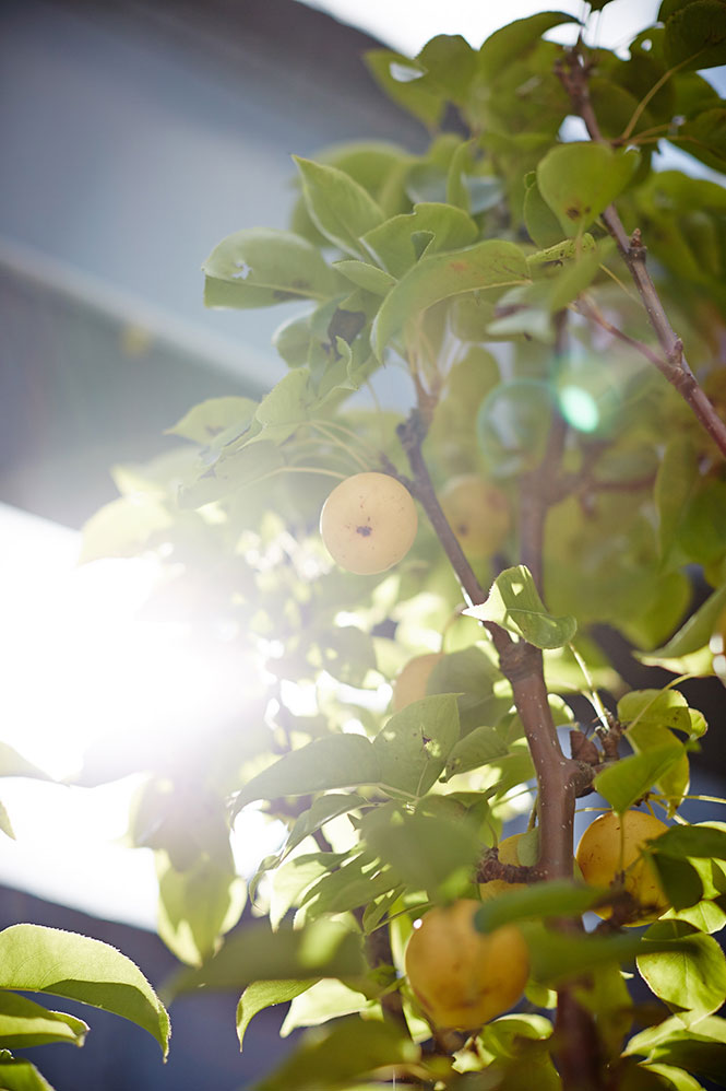 MFWF-Artisan-Bakery-and-Bar-Apple-Tree