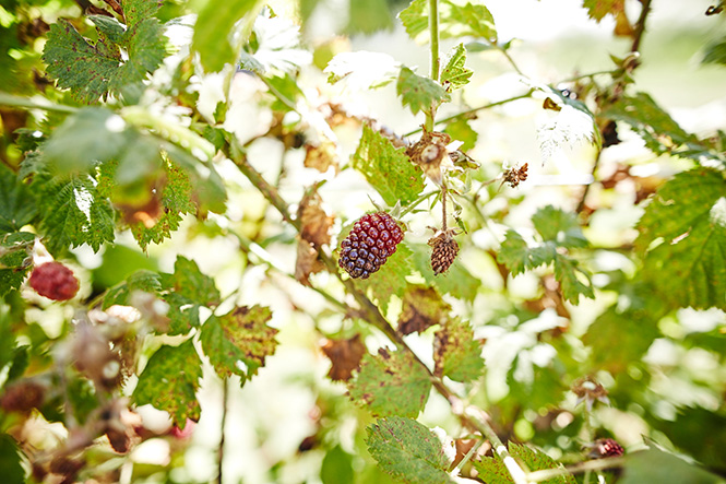 Maui-Gunnadoo-Berries-3