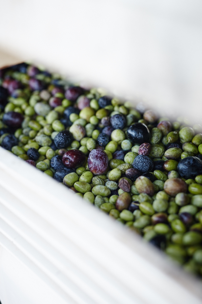 Olives ready for pressing at Robinvale Estate