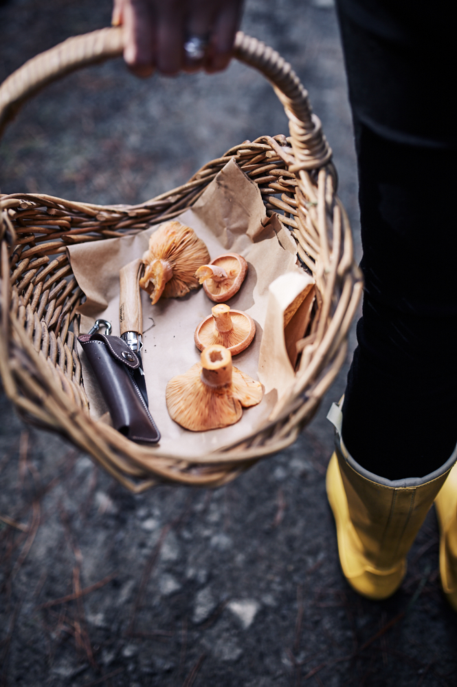 Mushroom Foraging