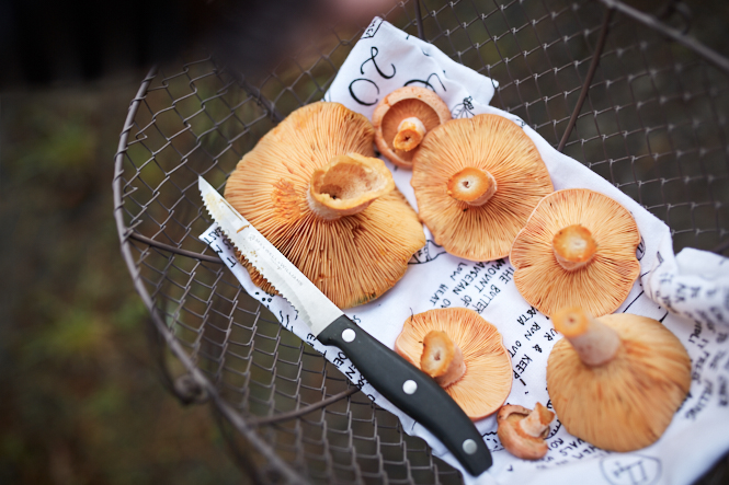 Mushroom Foraging