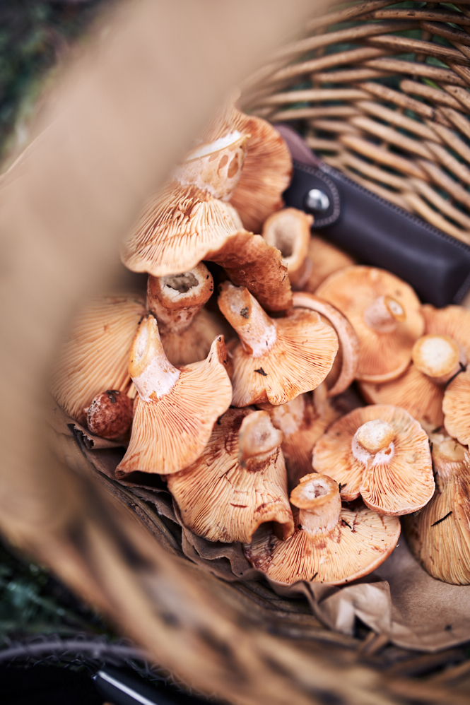 Mushroom Foraging